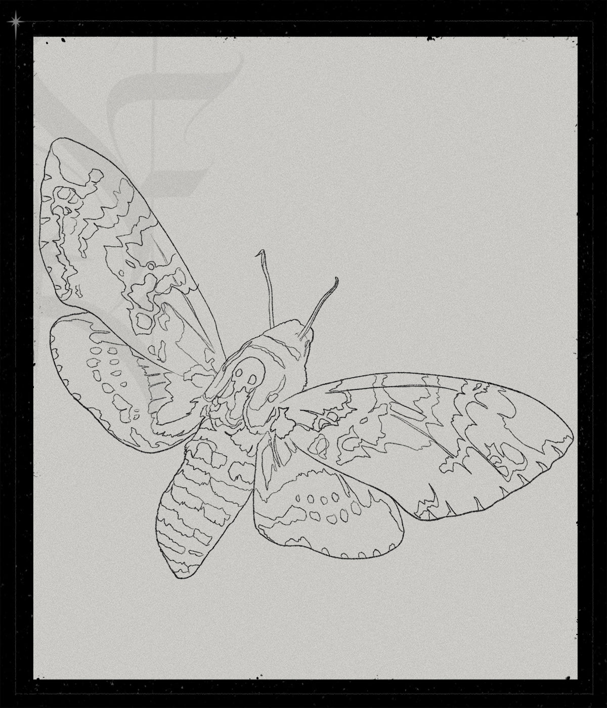 Acherontia Atropos