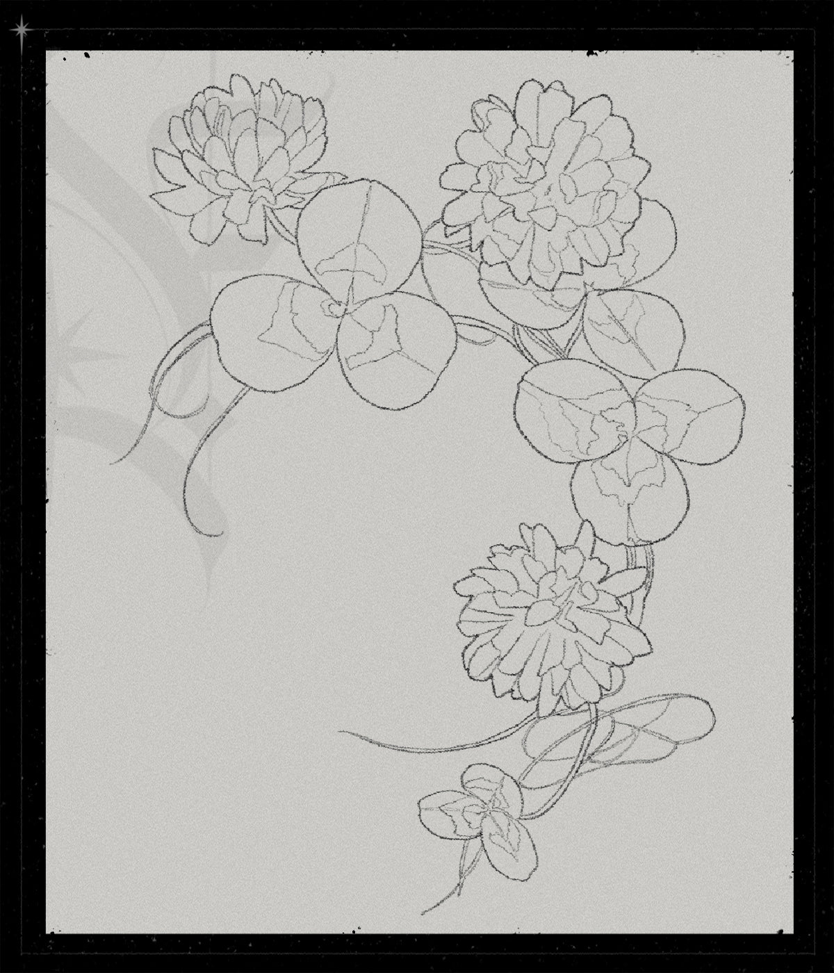 Trifolium Repens