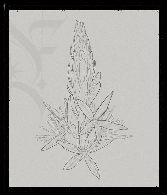 Camassia Quamash