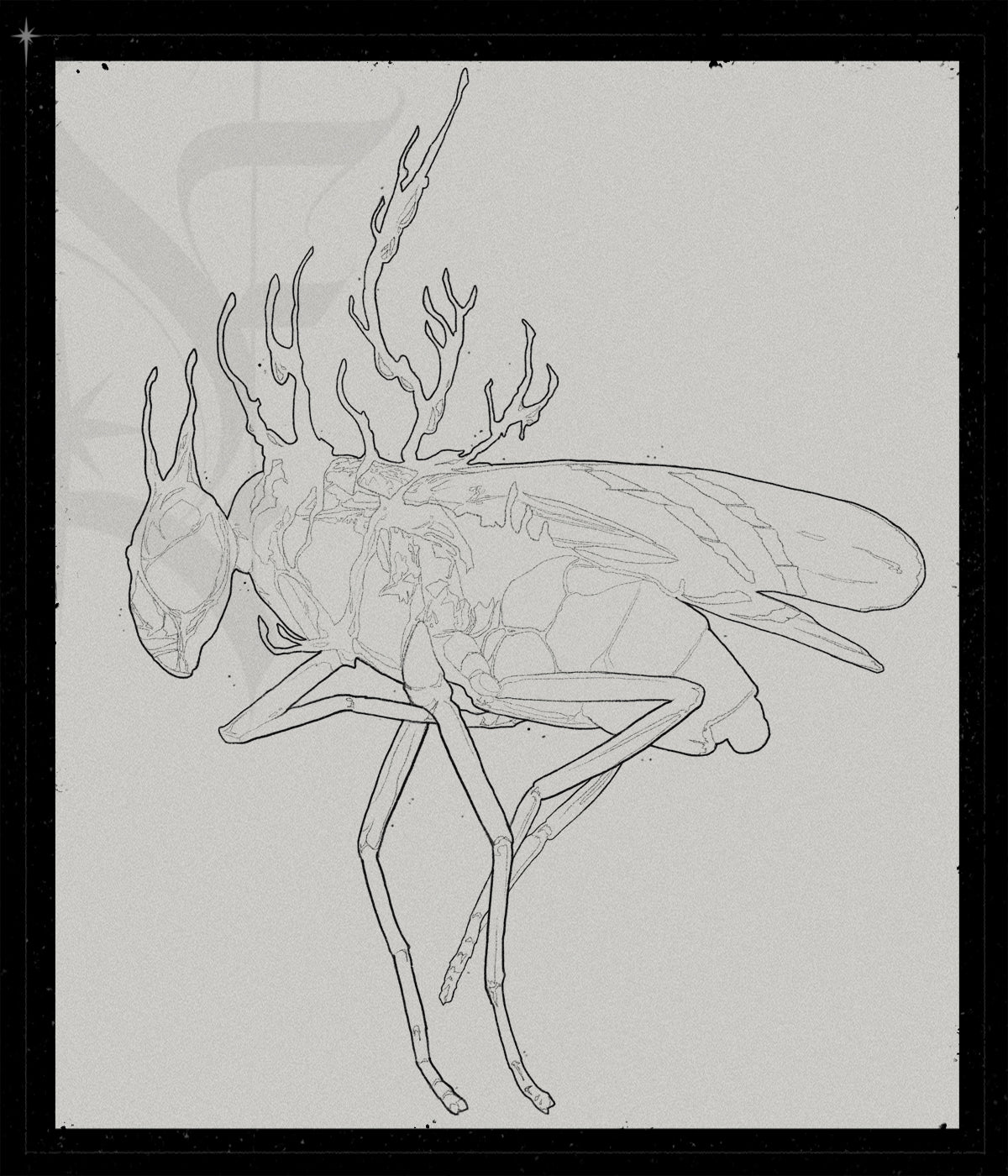 Cordyceps