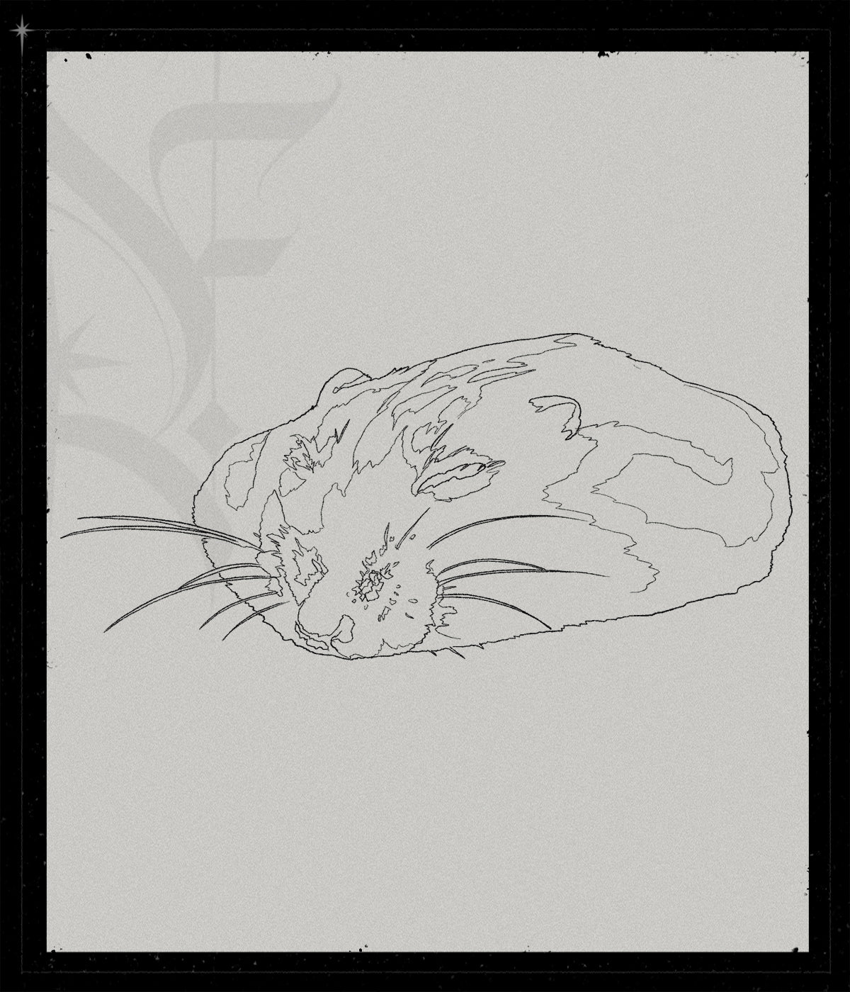Flat Hampster