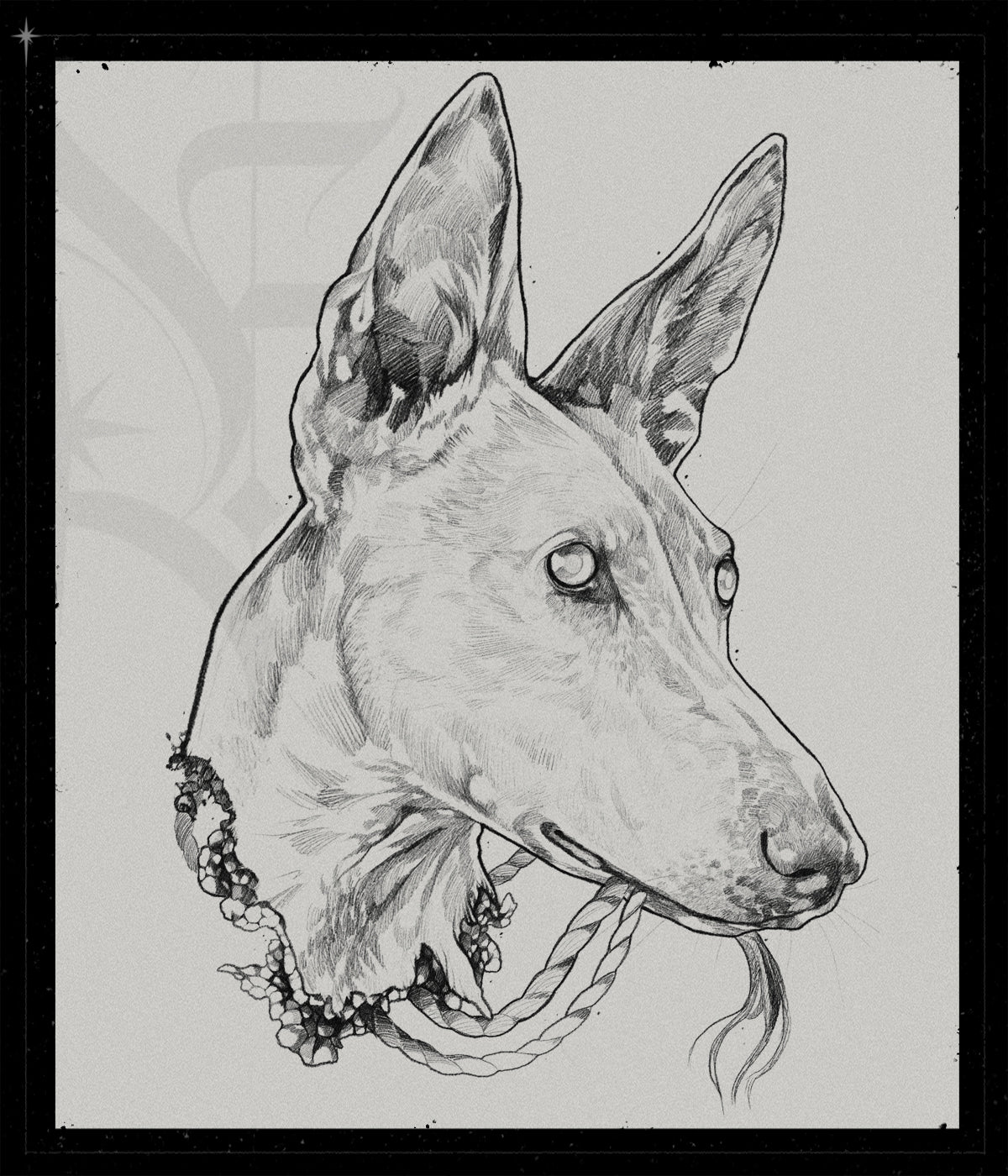Canis Decervicatus