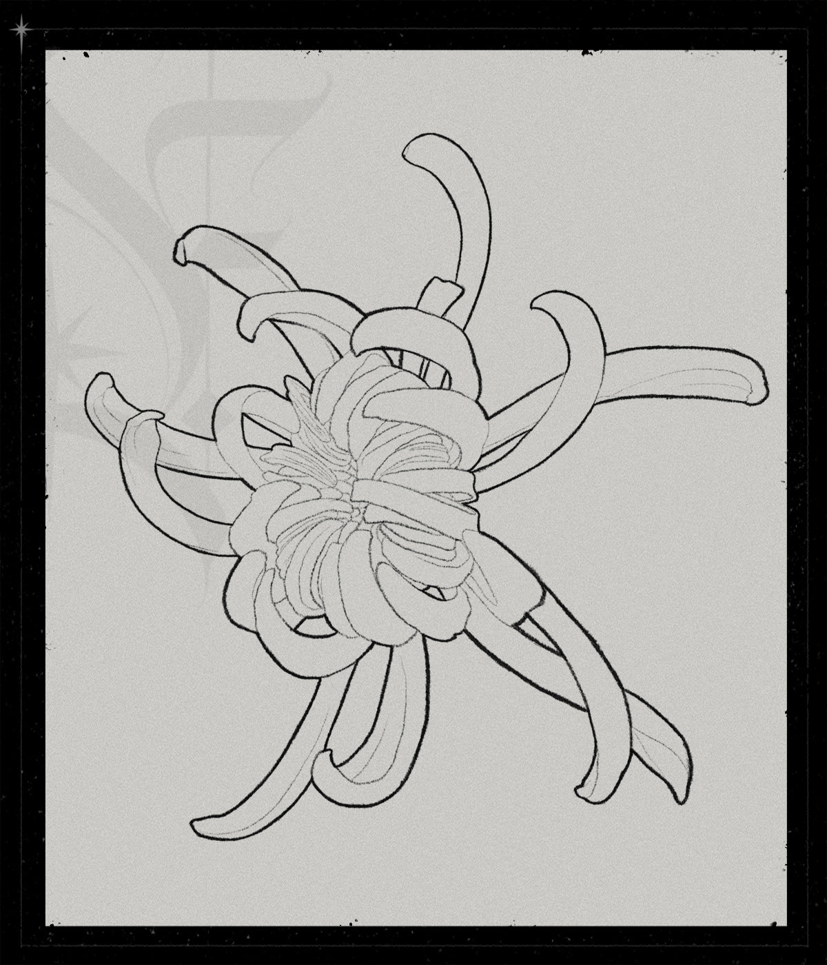 Chrysanthemum