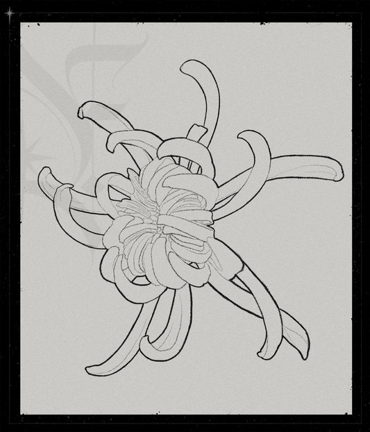 Chrysanthemum