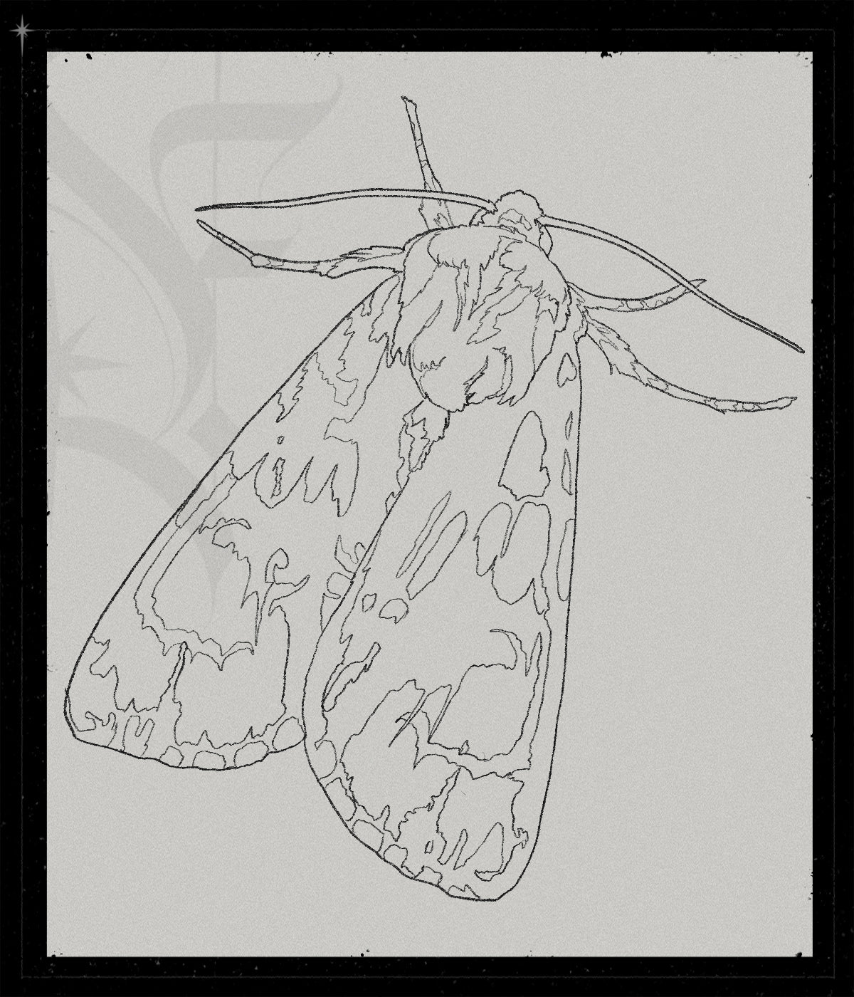 Acronicta Alni