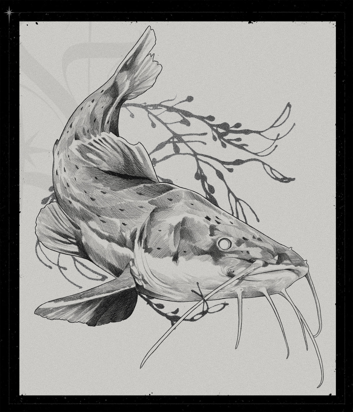 Phractocephalus Hemioliopterus