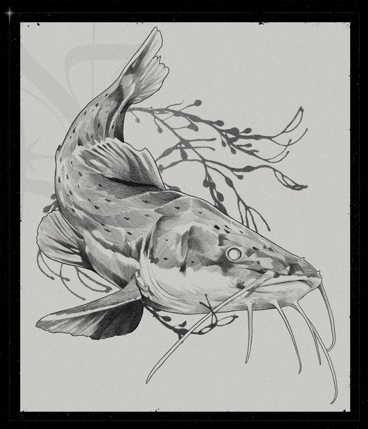 Phractocephalus Hemioliopterus