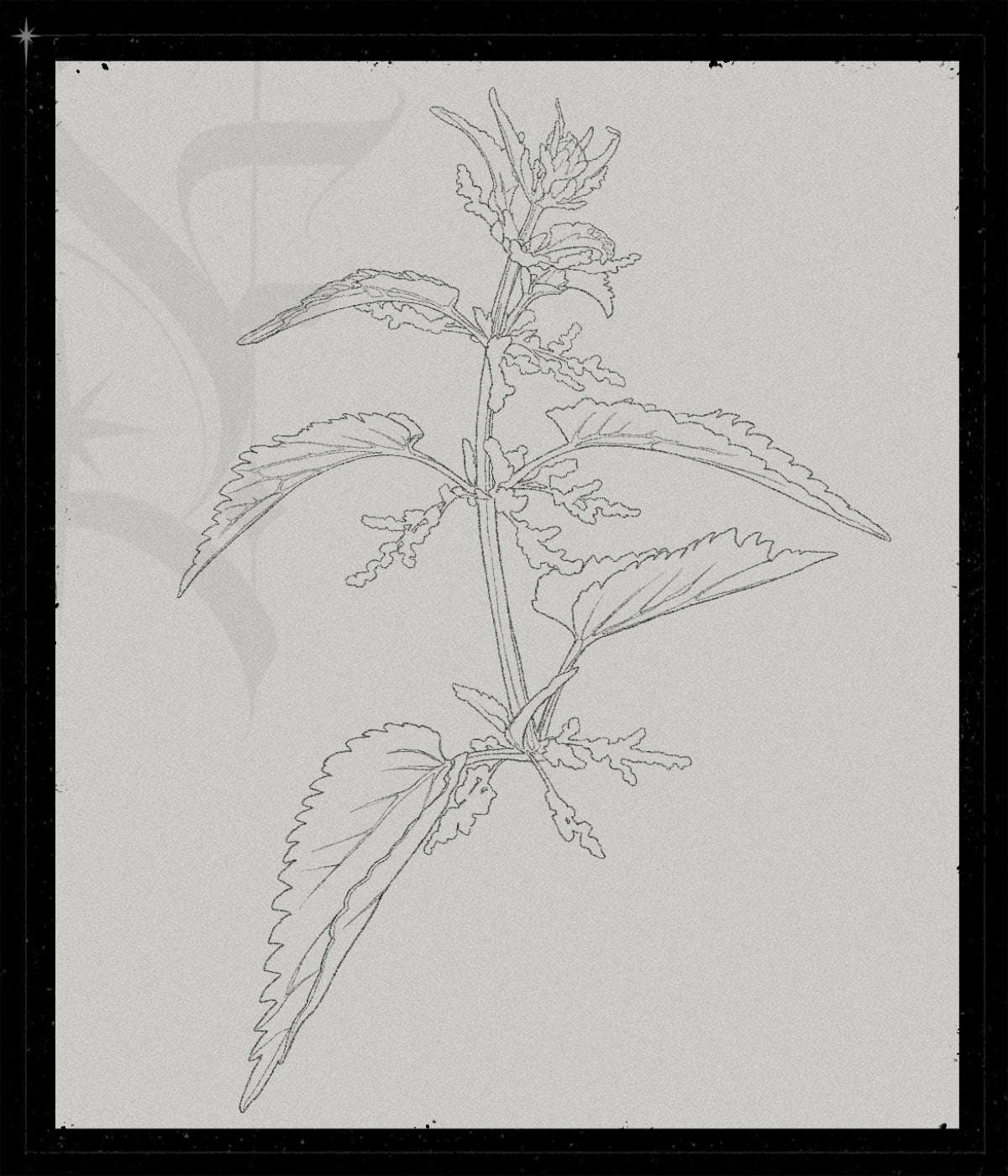 Urtica Dioica