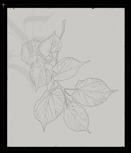 Tilia Cordata