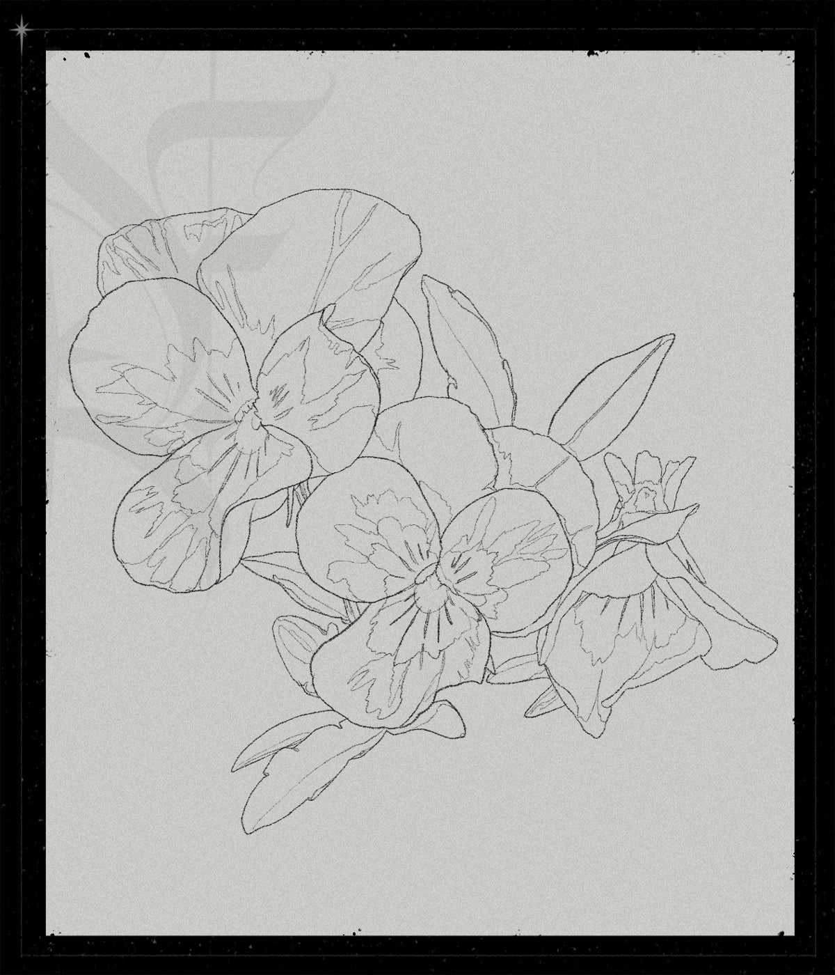 Viola Cornuta