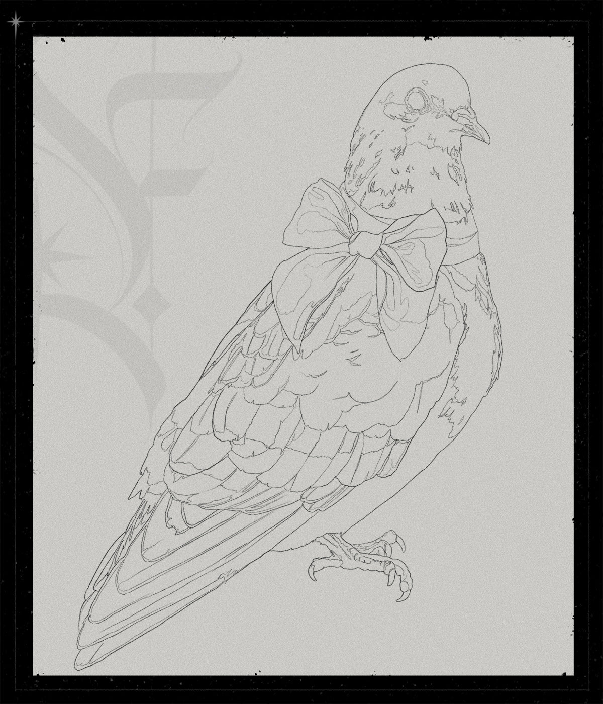 Columba Livia