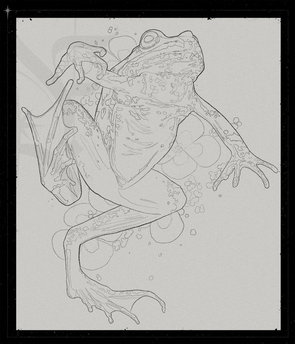 Rana Sylvatica