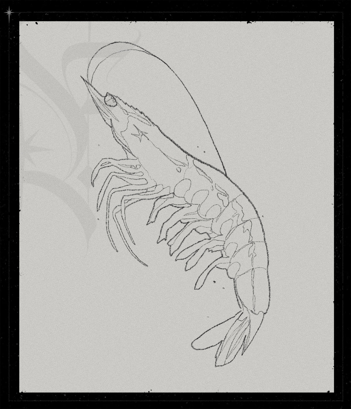 Shrimp