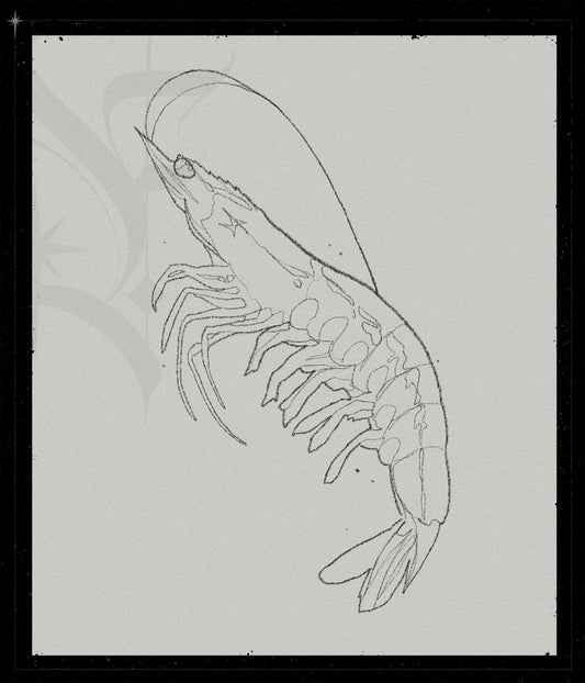 Shrimp