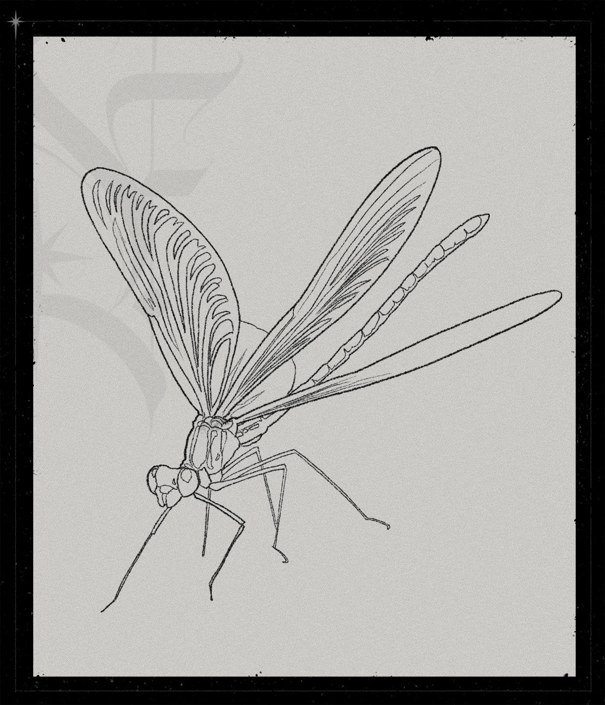 Calopteryx Virgo