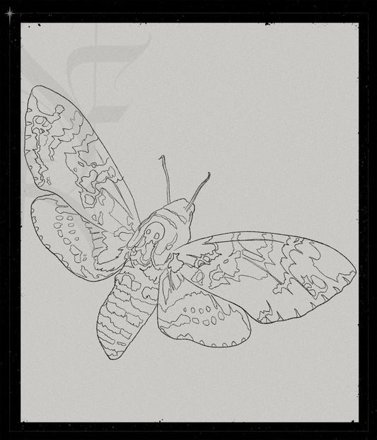 Acherontia Atropos