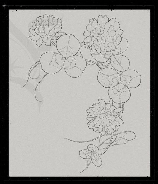 Trifolium Repens