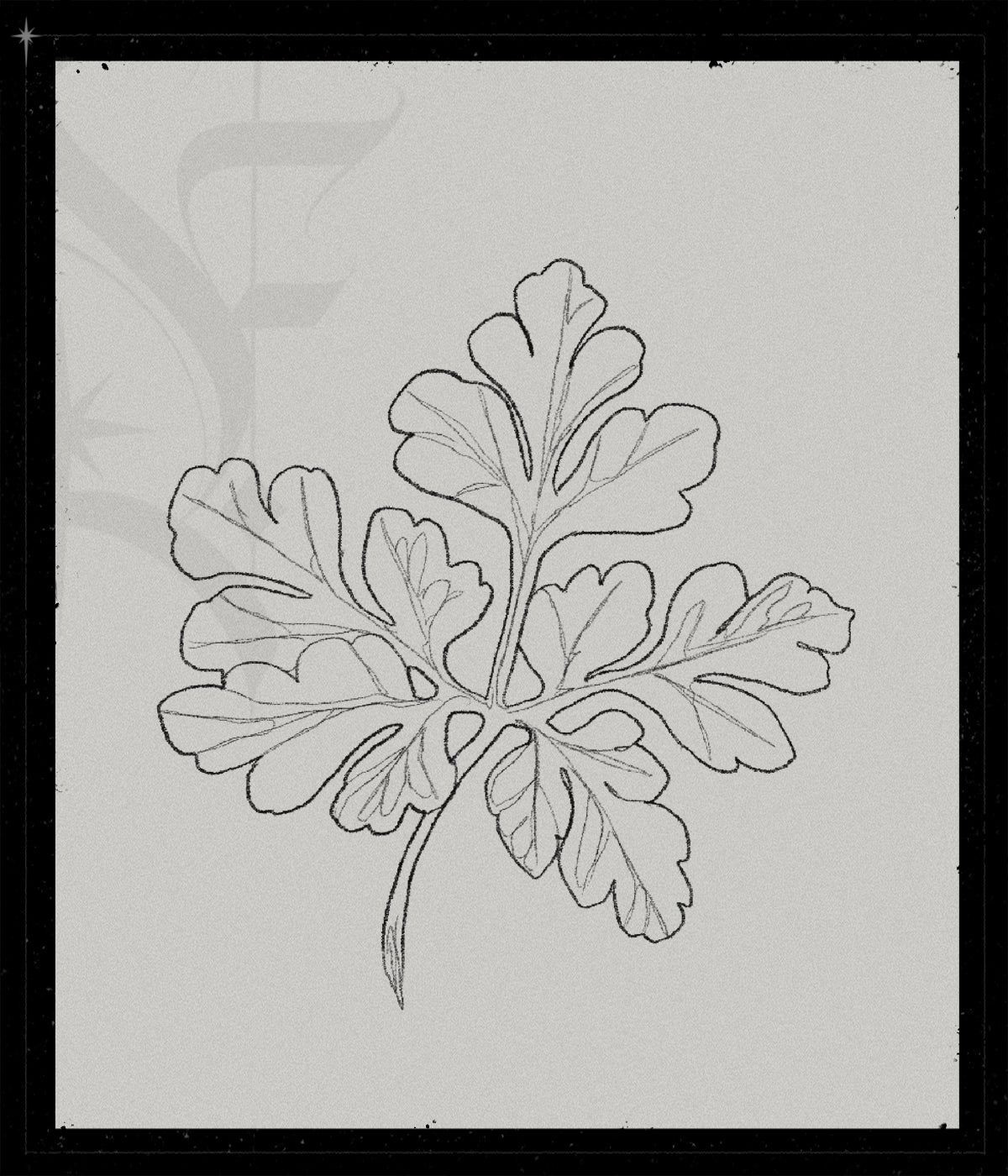 Geranium