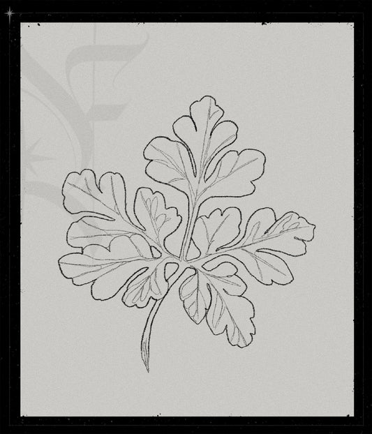 Geranium
