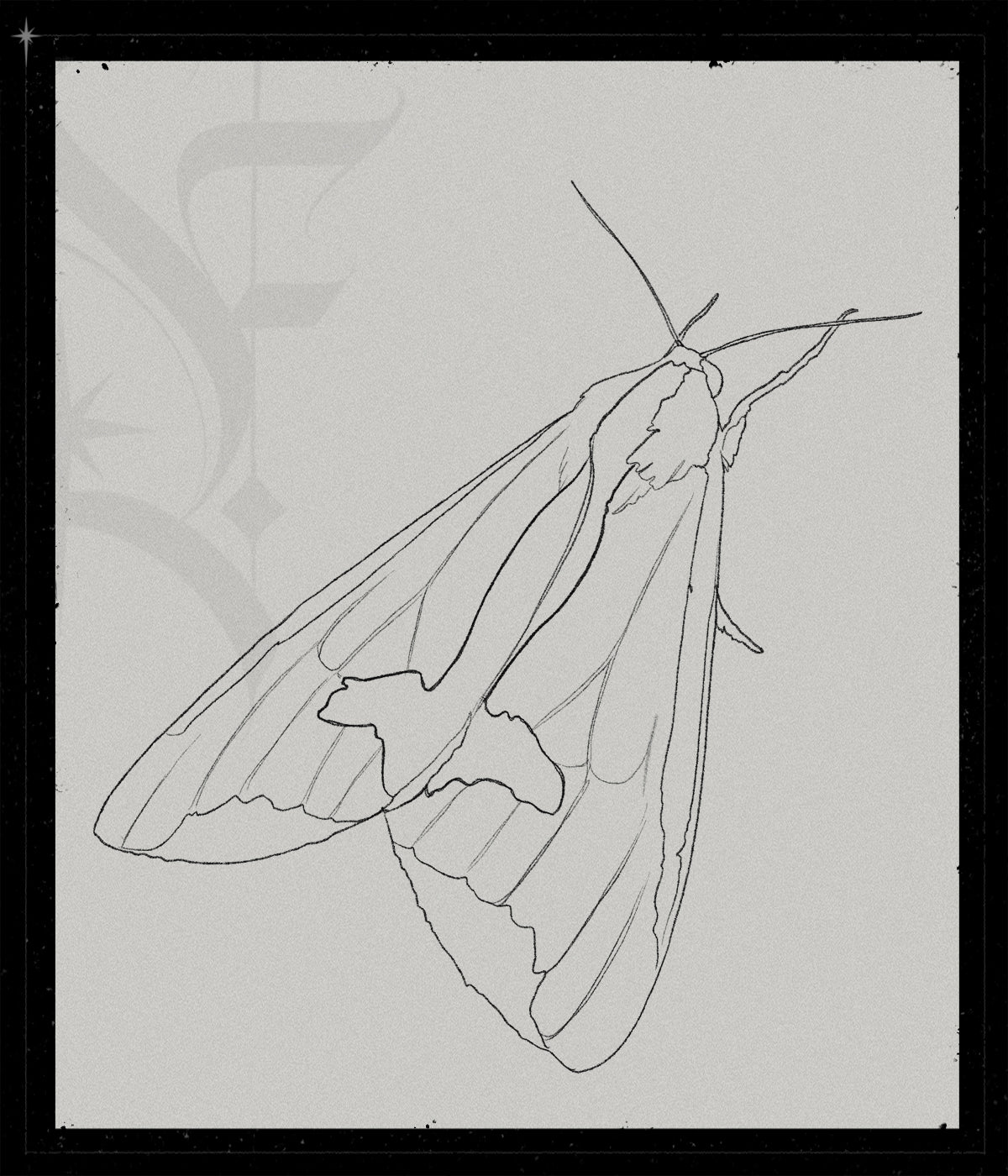 Haploa Clymene