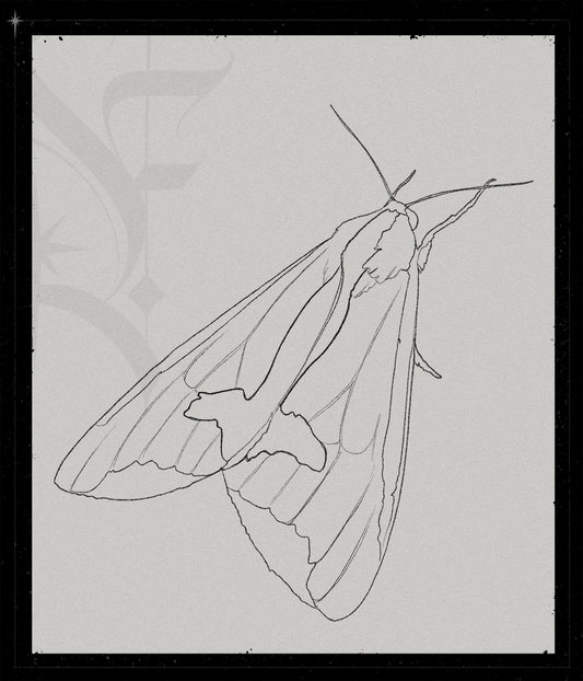 Haploa Clymene