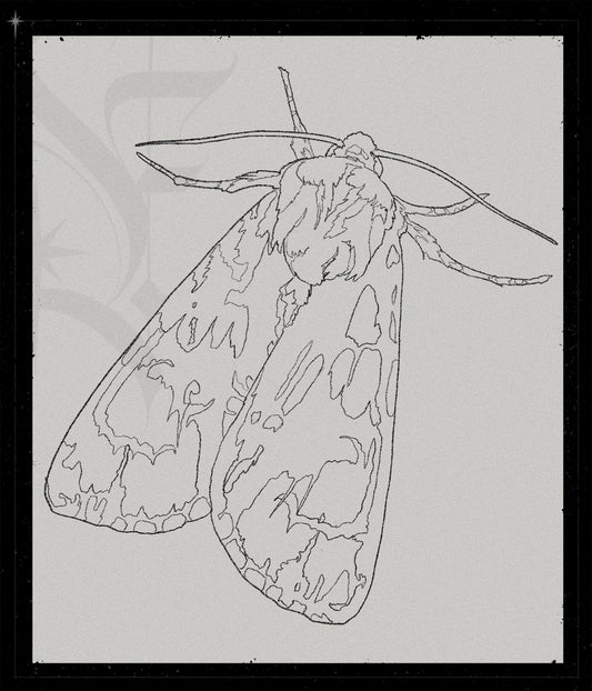 Acronicta Alni