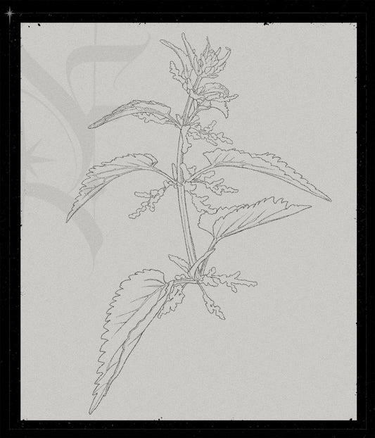 Urtica Dioica