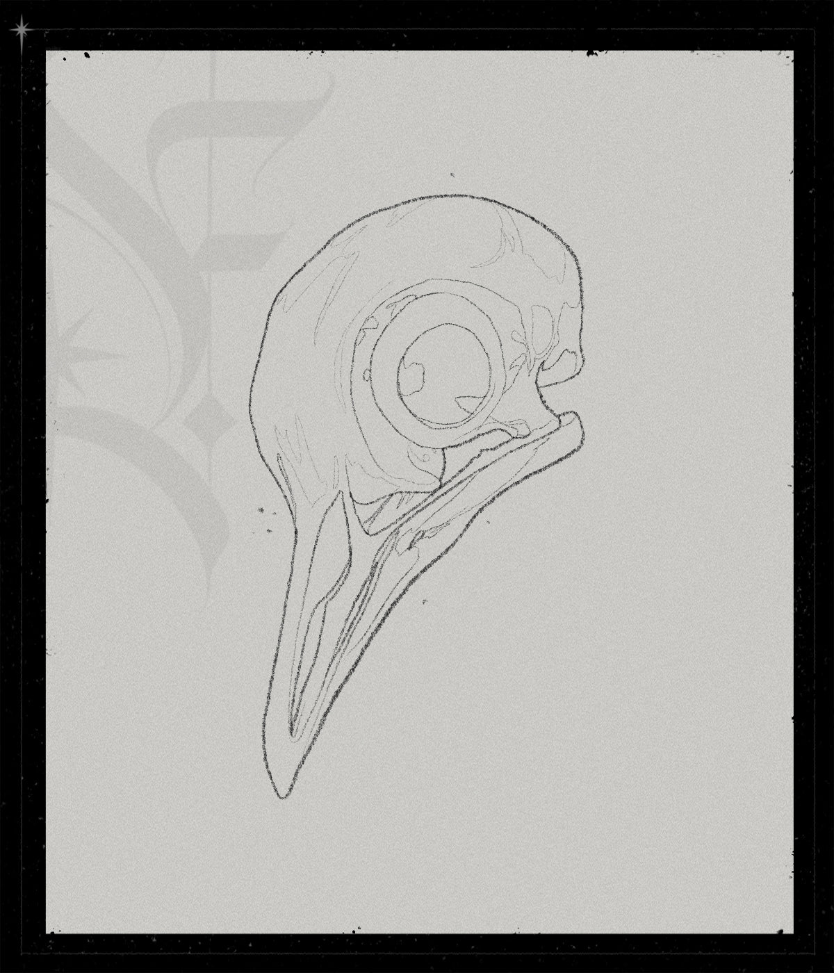 Pigeon Skull