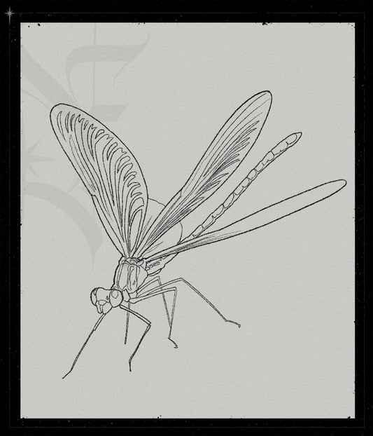 Calopteryx Virgo
