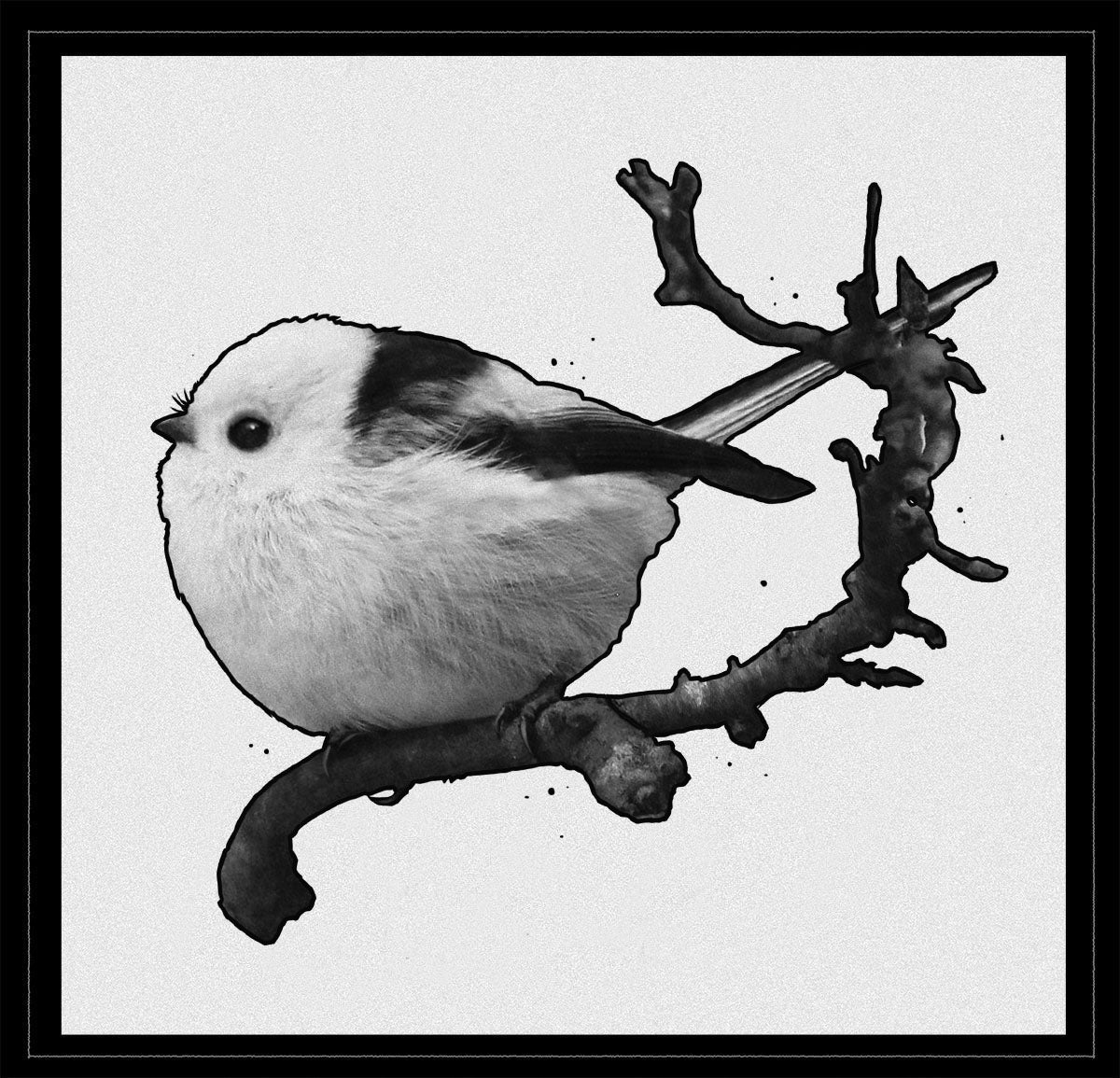 Aegithalos Caudatus